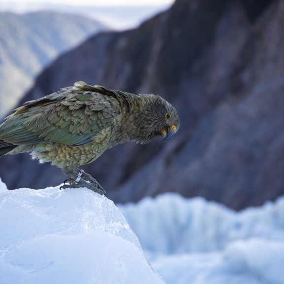 Kea Franz Josef credit Geoff Marks LR