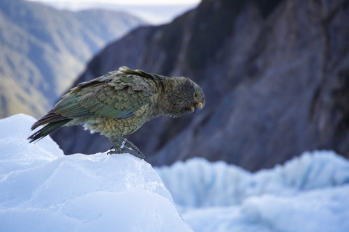 Wildlife on the West Coast 